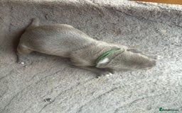 Staffordshire Bull Terrier dogs for sale: 6 kc registered blue staffys for sale :) - Image 10