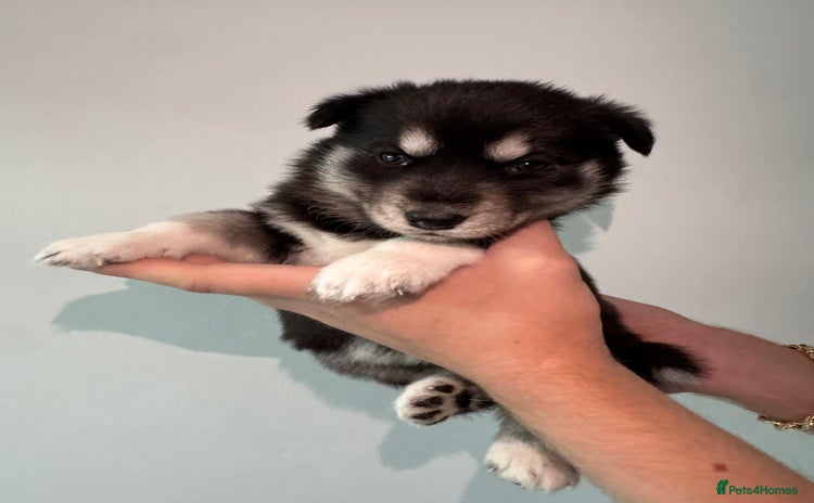 Siberian Husky dogs - Advert 3