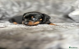 Miniature Dachshund dogs for sale: Stunning mini smooth dachshund pups  - Image 6