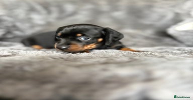 Miniature Dachshund dogs - Advert 14