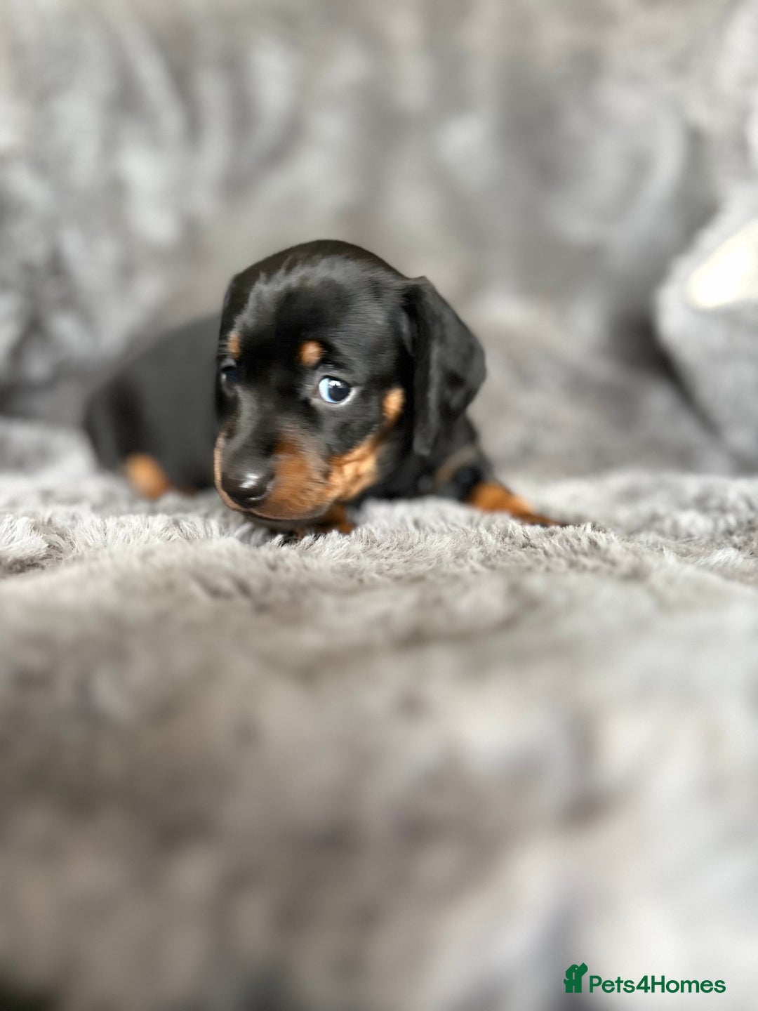 Miniature Dachshund dogs for sale: Stunning mini smooth dachshund pups  - Image 6