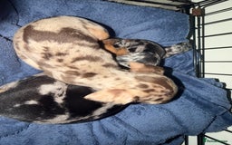 Miniature Dachshund dogs for sale: Dachshund Puppies - Image 1