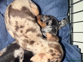 Miniature Dachshund dogs Dachshund Puppies - Advert 10