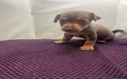 Jack Russell dogs for sale: Miniature natural bobtailed Jack Russells - Image 3