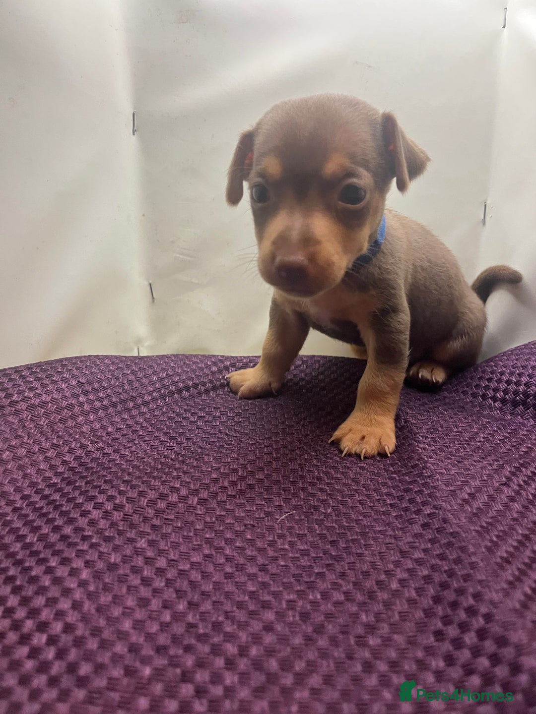 Jack Russell dogs for sale: Miniature natural bobtailed Jack Russells - Image 3