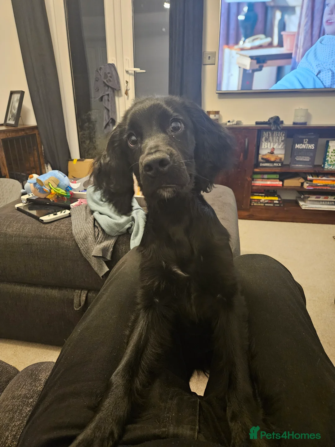 Cocker Spaniel dogs for sale: 5 month cocker spaniel - Advert 1