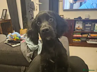 Cocker Spaniel dogs 5 month cocker spaniel - Advert 1