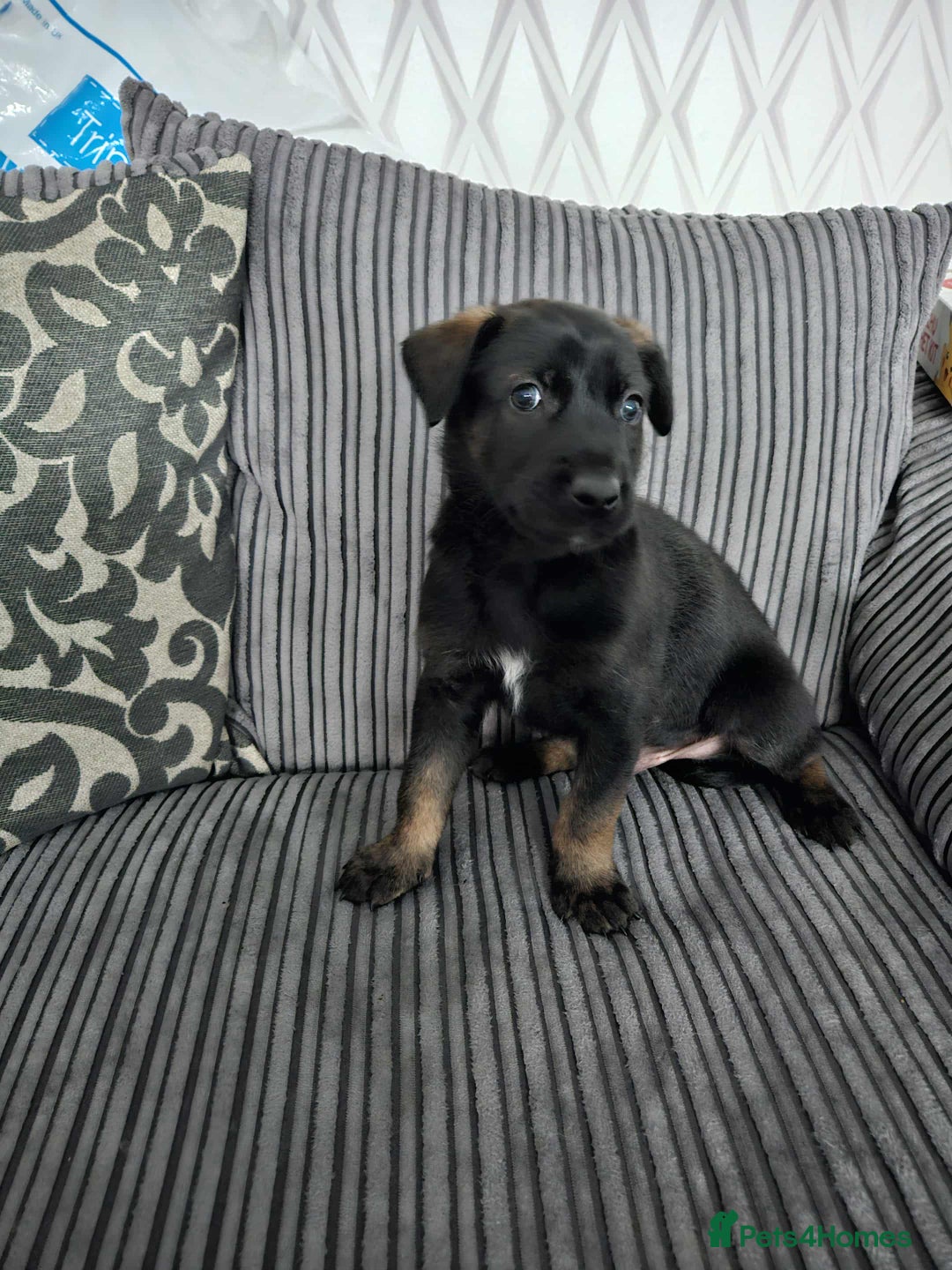 Belgian Shepherd Dog dogs for sale:  Belgian malinois  - Advert 19