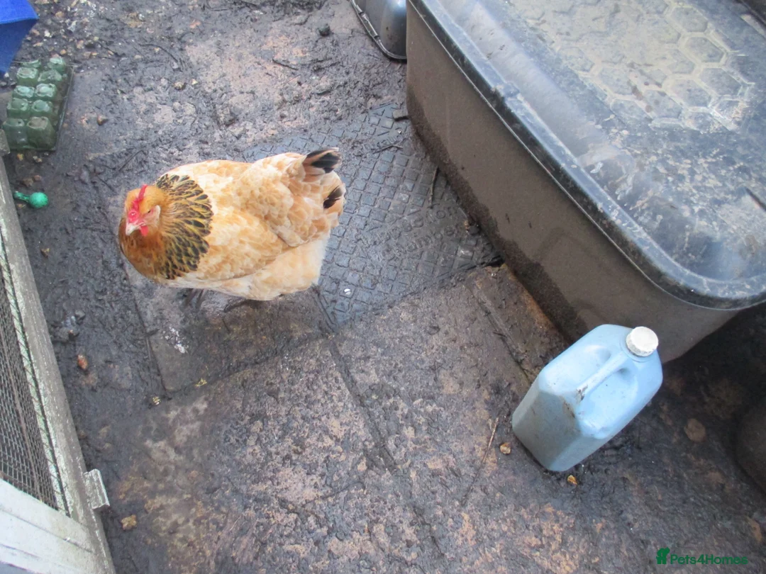 Chickens poultry for sale: 3 x Sussex hens 1 year old all laying - Advert 5