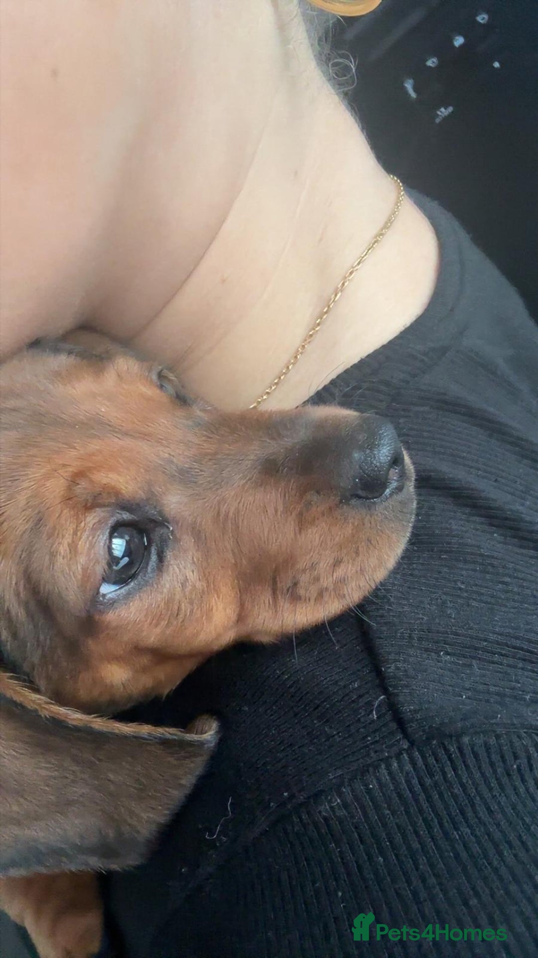 Miniature Dachshund dogs for sale: Biscuit,miniature tanand black coloured dachshund  - Advert 1