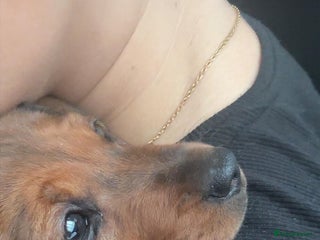 Miniature Dachshund dogs Biscuit,miniature tanand black coloured dachshund - Advert 1