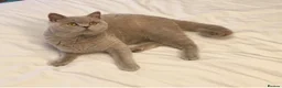 British Shorthair cats for sale: GCCF British Shorthair Kittens  in Southampton - Advert 18
