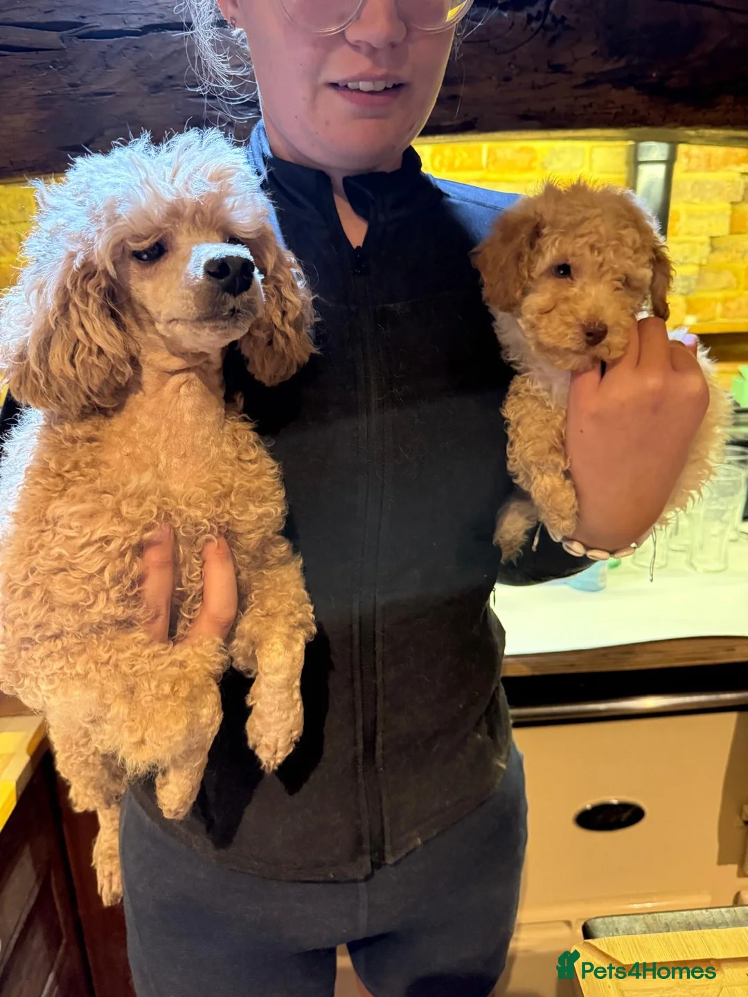 Toy Poodle dogs for sale: Beautiful toy poodle pup. Parents DNA tested in Romford - Advert 2