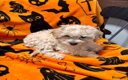 Cockapoo dogs for sale: 3 fluffy miniature cockpoo puppy’s  - Image 4