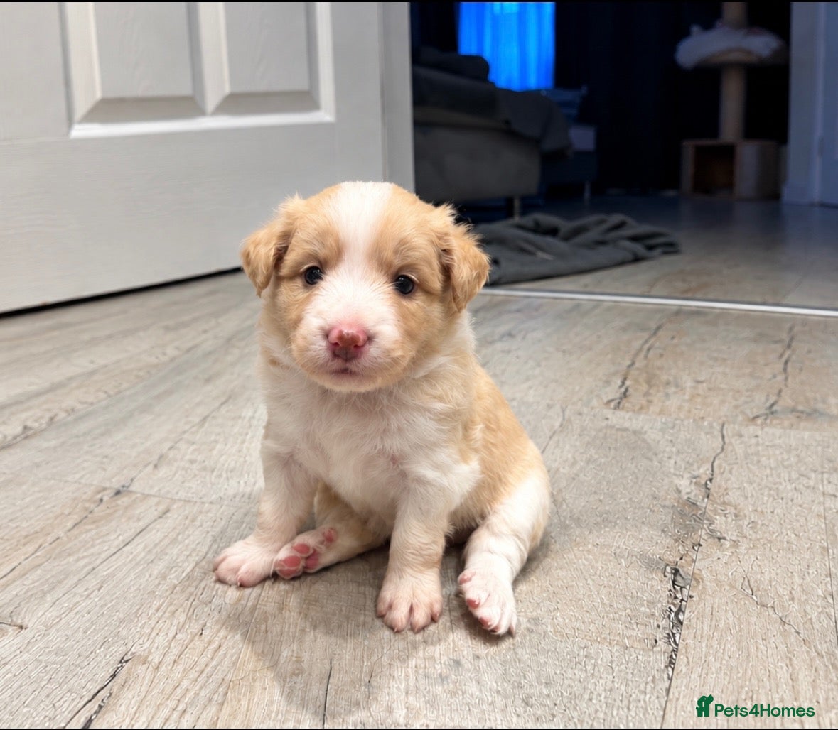 Border Collie dogs for sale: Beautiful Border Collie Puppies-KC Registered - Advert 1