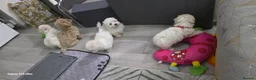 Maltese dogs for sale: Adorable Maltese Puppies- Ready Now  - Advert 10
