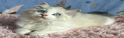 Ragdoll cats for sale: Beautiful TICA Registered Ragdoll Kittens - Advert 30