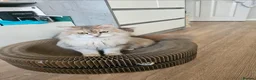 Siberian cats for sale: Beautiful Siberian Girl Looking for a Loving Home - Advert 2