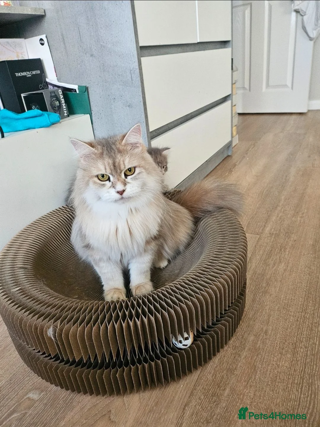 Siberian cats for sale: Beautiful Siberian Girl Looking for a Loving Home - Advert 2