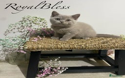British Shorthair cats for sale: 👑ROYALBLESS STUNNING LILAC BRITISH SHORTHAIR  - Image 19