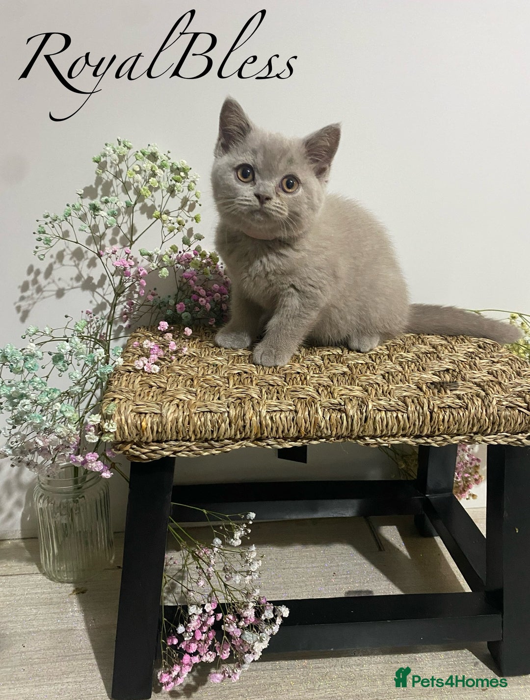 British Shorthair cats for sale: 👑ROYALBLESS STUNNING LILAC BRITISH SHORTHAIR  - Image 19