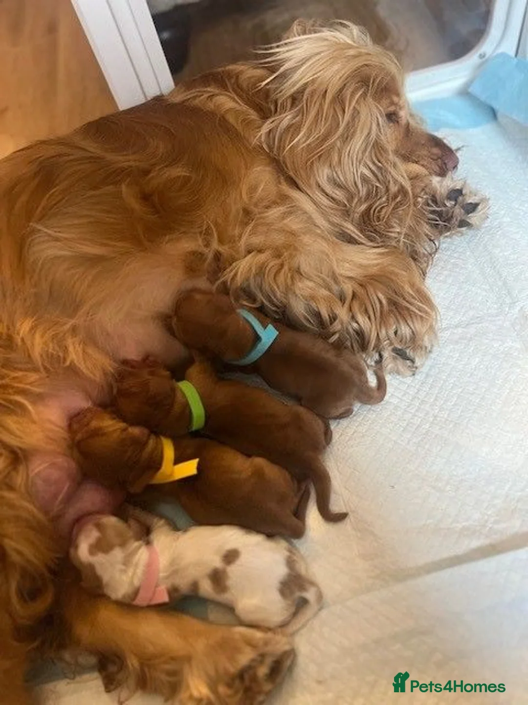 Cocker Spaniel dogs for sale: Waitlist! KC Show stunning cocker spaniel puppies - Advert 2