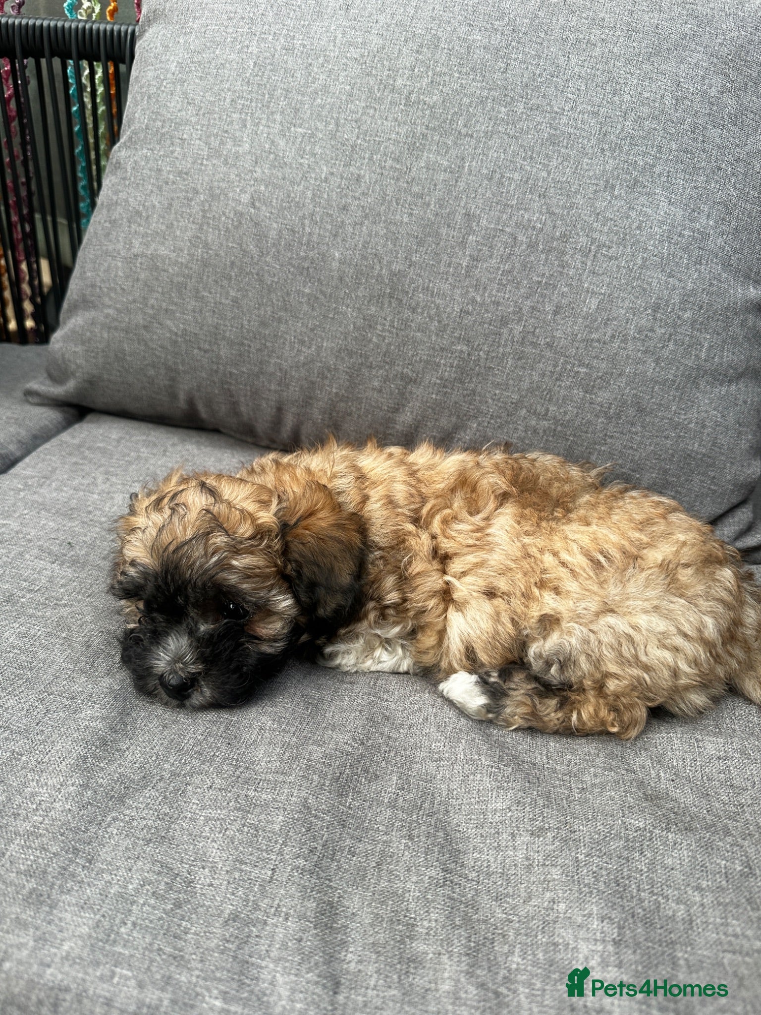 Bichon Frise dogs Mixed Bichon Puppies - Advert 17