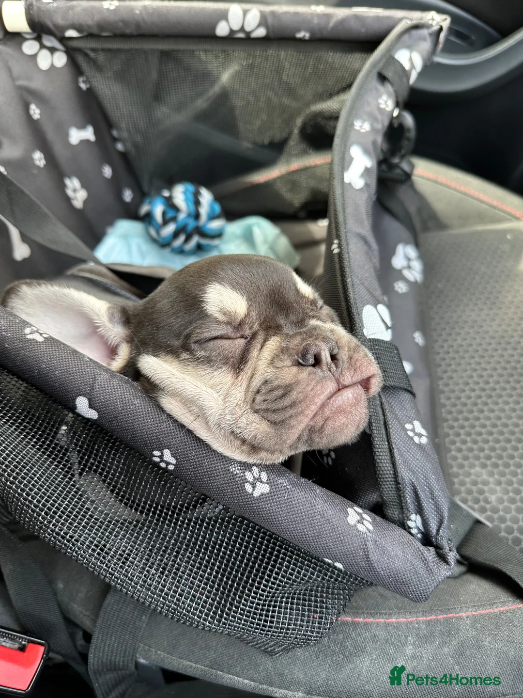 French Bulldog dogs for sale: French bulldog  in Huddersfield - Advert 2