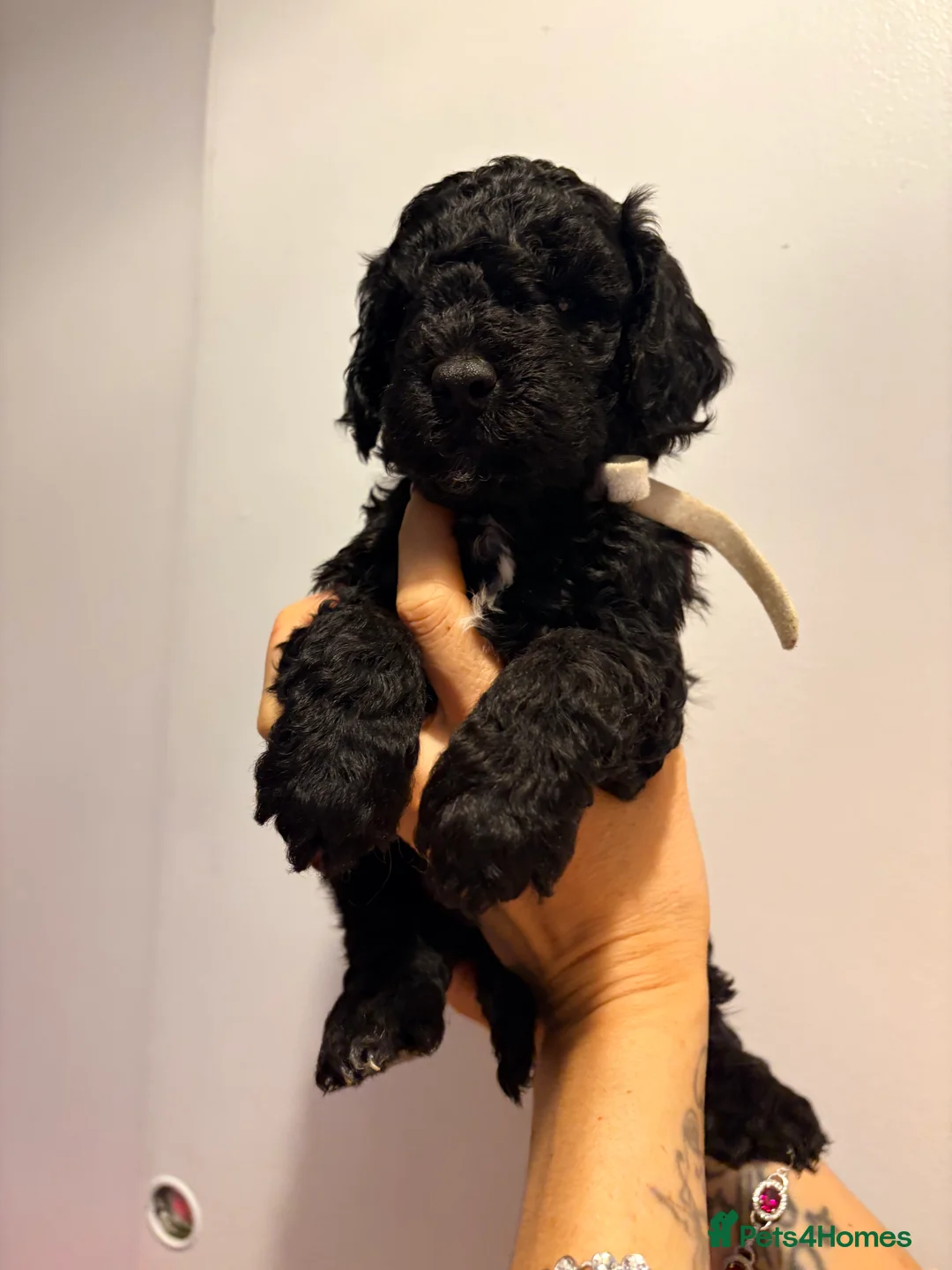 Cockapoo dogs for sale: F1B cockapoos last boy left  - Advert 7