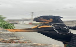 Rottweiler dogs for sale: Rottweiler Champion bloodline  - Image 37