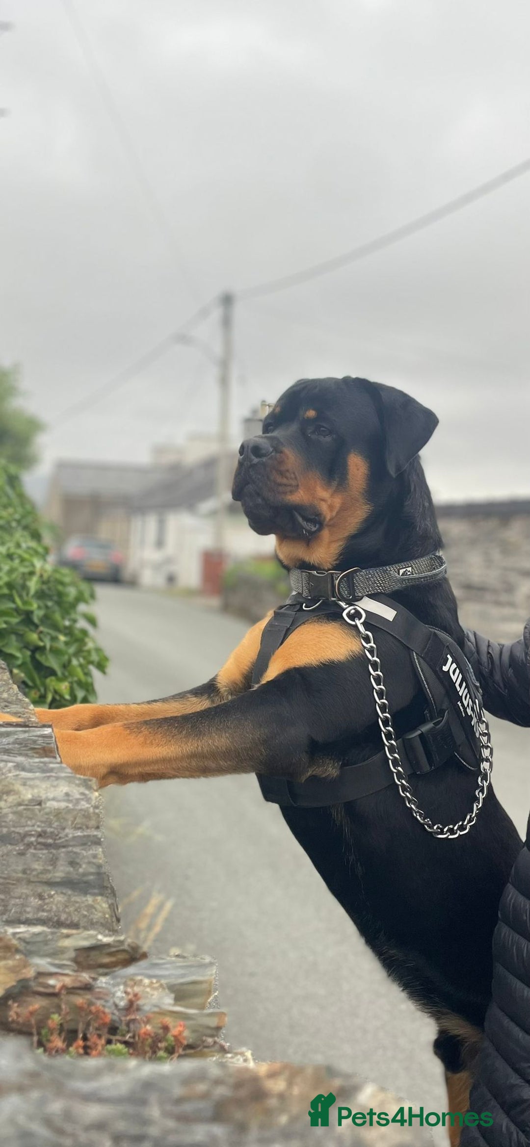 Rottweiler dogs for sale: Rottweiler Champion bloodline  - Image 37