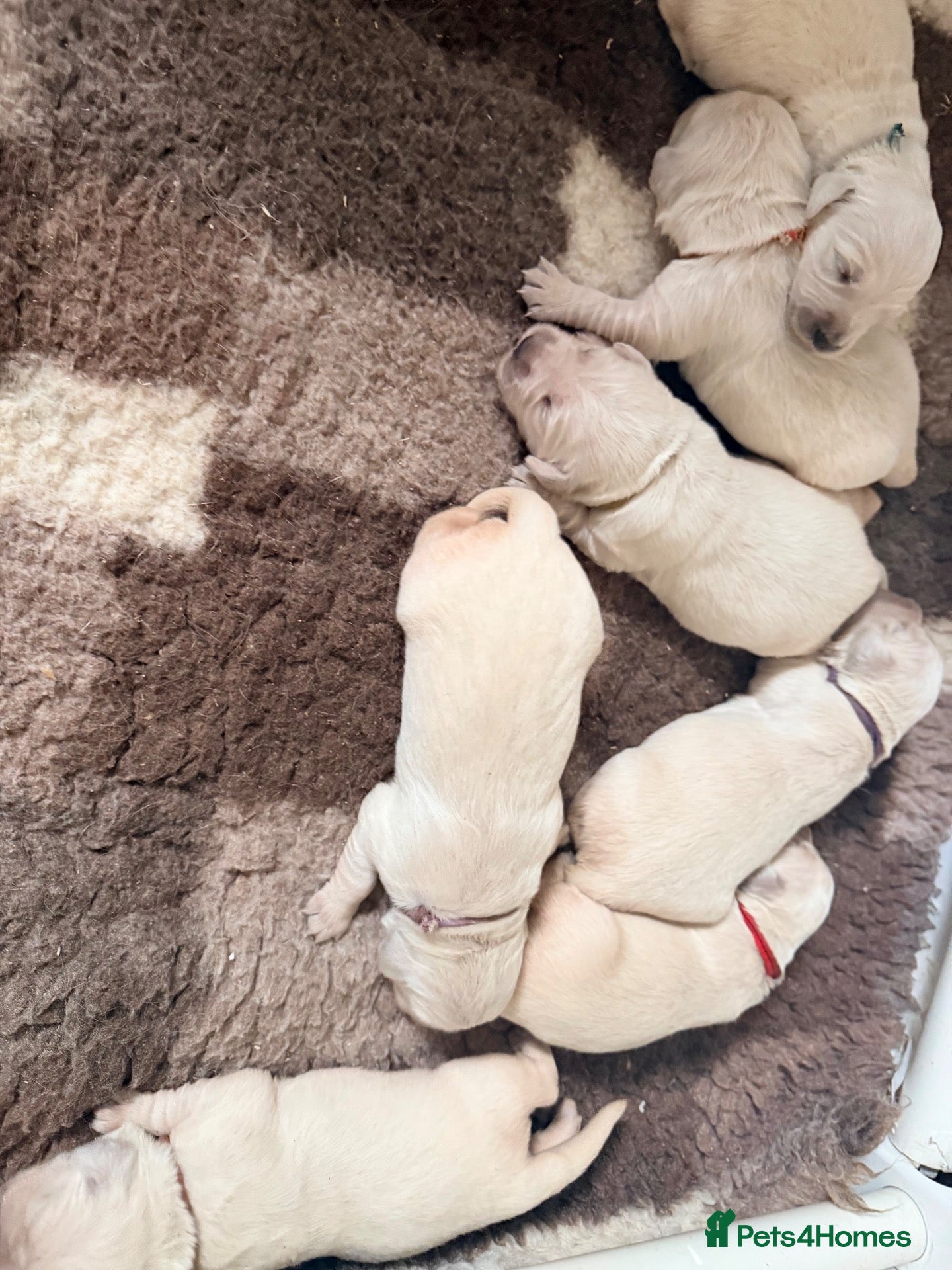Golden Retriever dogs Kc reg cream golden retriever pups - Advert 2