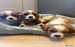 Cavalier King Charles Spaniel dogs for sale: ✨Adorable King Charles Cavalier Puppies✨READY NOW✨ - Advert 24