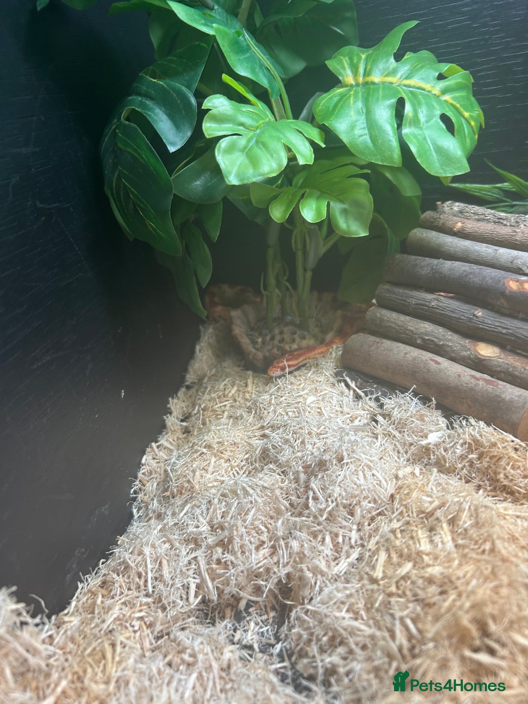 Corn Snake reptiles for sale: Corn Snake and enclosure  in Norwich - Image 2