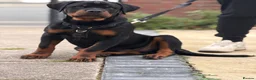 Rottweiler dogs for sale: Rottweiler - Advert 2