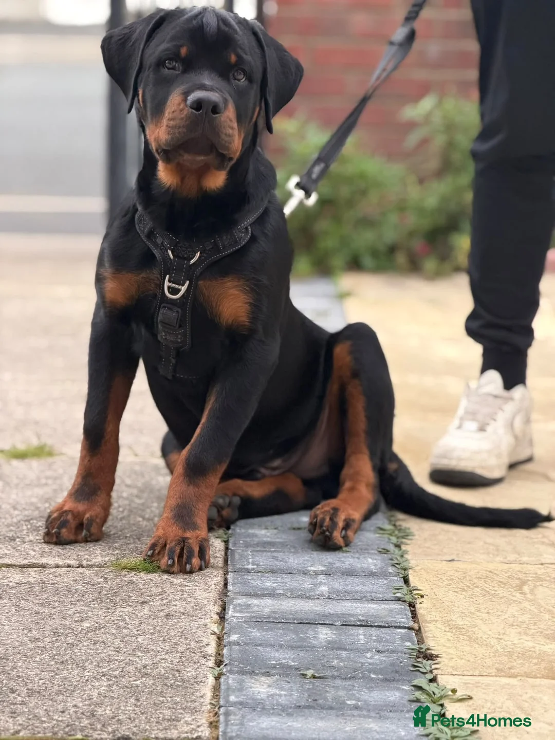 Rottweiler dogs for sale: Rottweiler - Advert 2