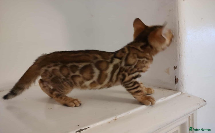 Bengal cats - Advert 7