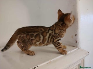 Bengal cats - Advert 1