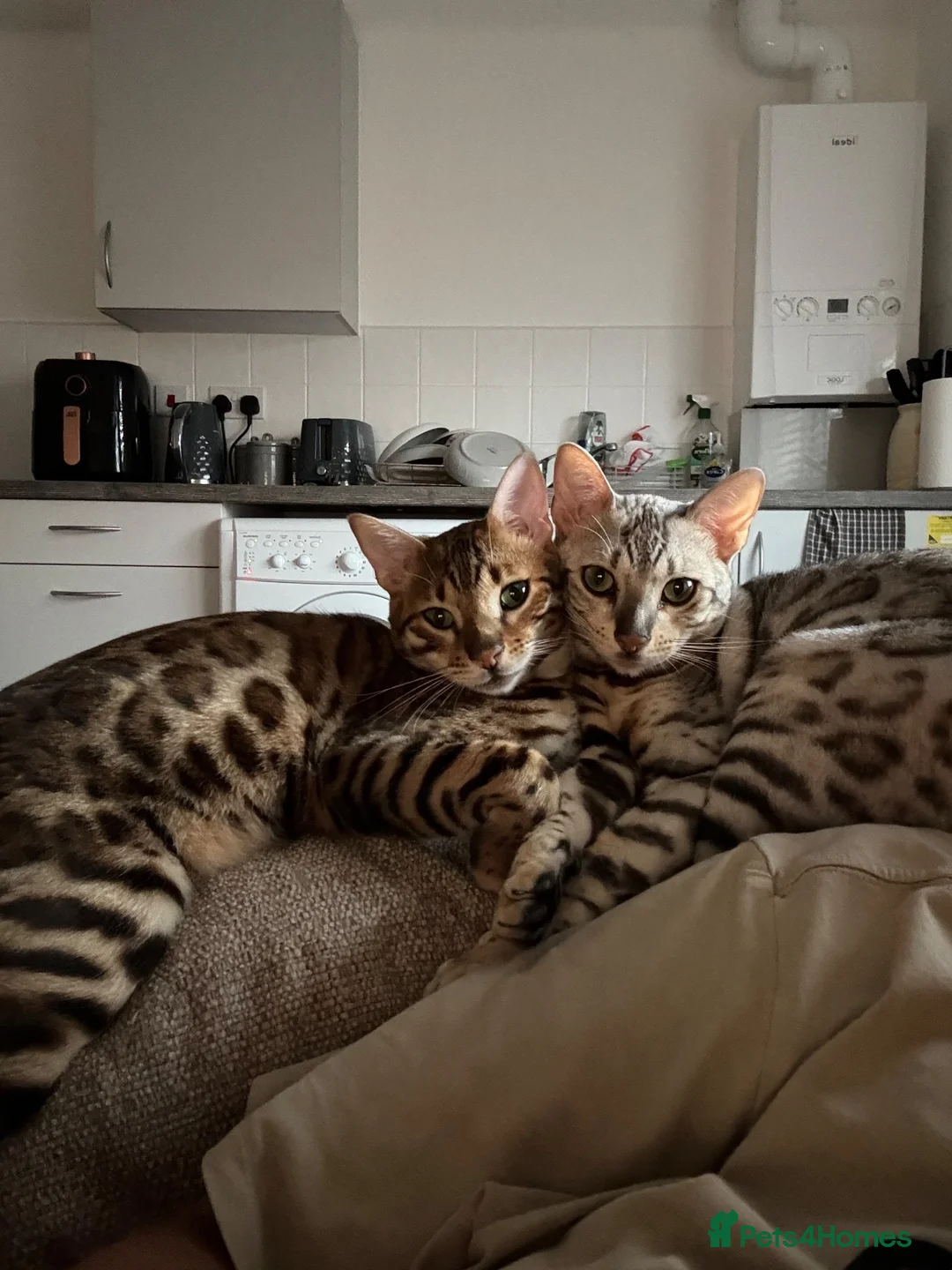 Bengal cats for sale: Bengal cats for sale  - Advert 1