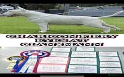 English Bull Terrier dogs for sale: *REDUCED* 1 male KC EBT pup left - Advert 9