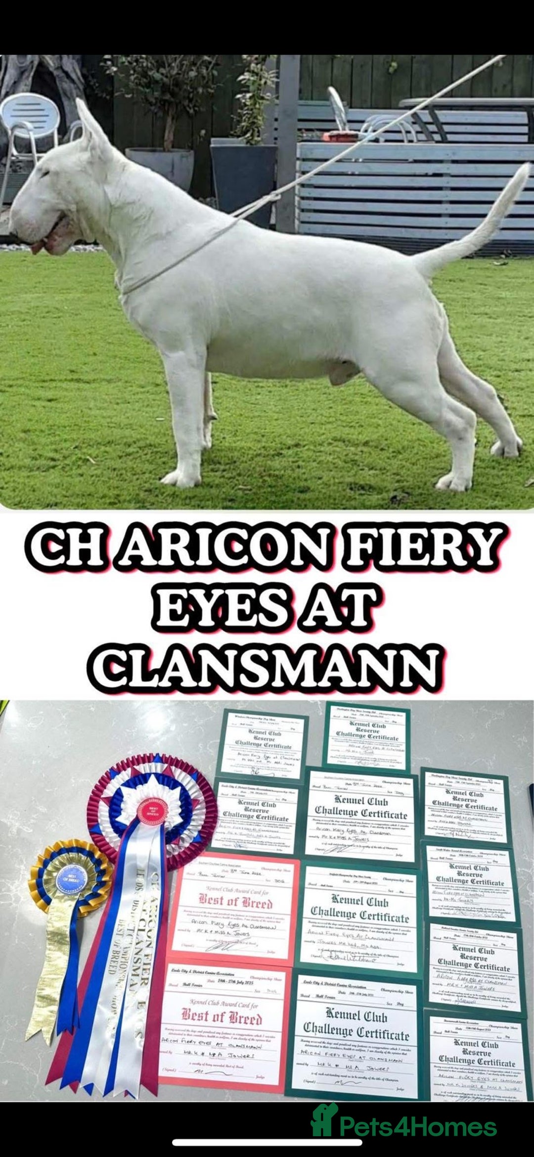 English Bull Terrier dogs for sale: *REDUCED* 1 male KC EBT pup left - Advert 9