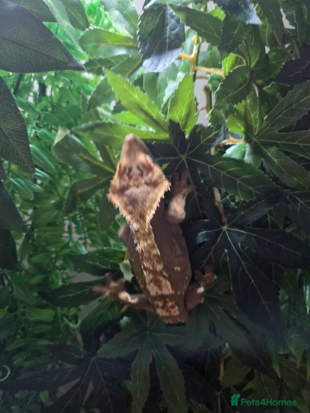 Gecko reptiles for sale: X1 Adult Female Crested Gecko left - Advert 1
