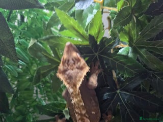 Gecko reptiles X3 Adult Crested Geckos and Baby - Advert 13