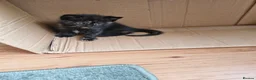 Mixed Breed cats for sale: Cute kitties are looking for a new home 🐈‍⬛ - Advert 4