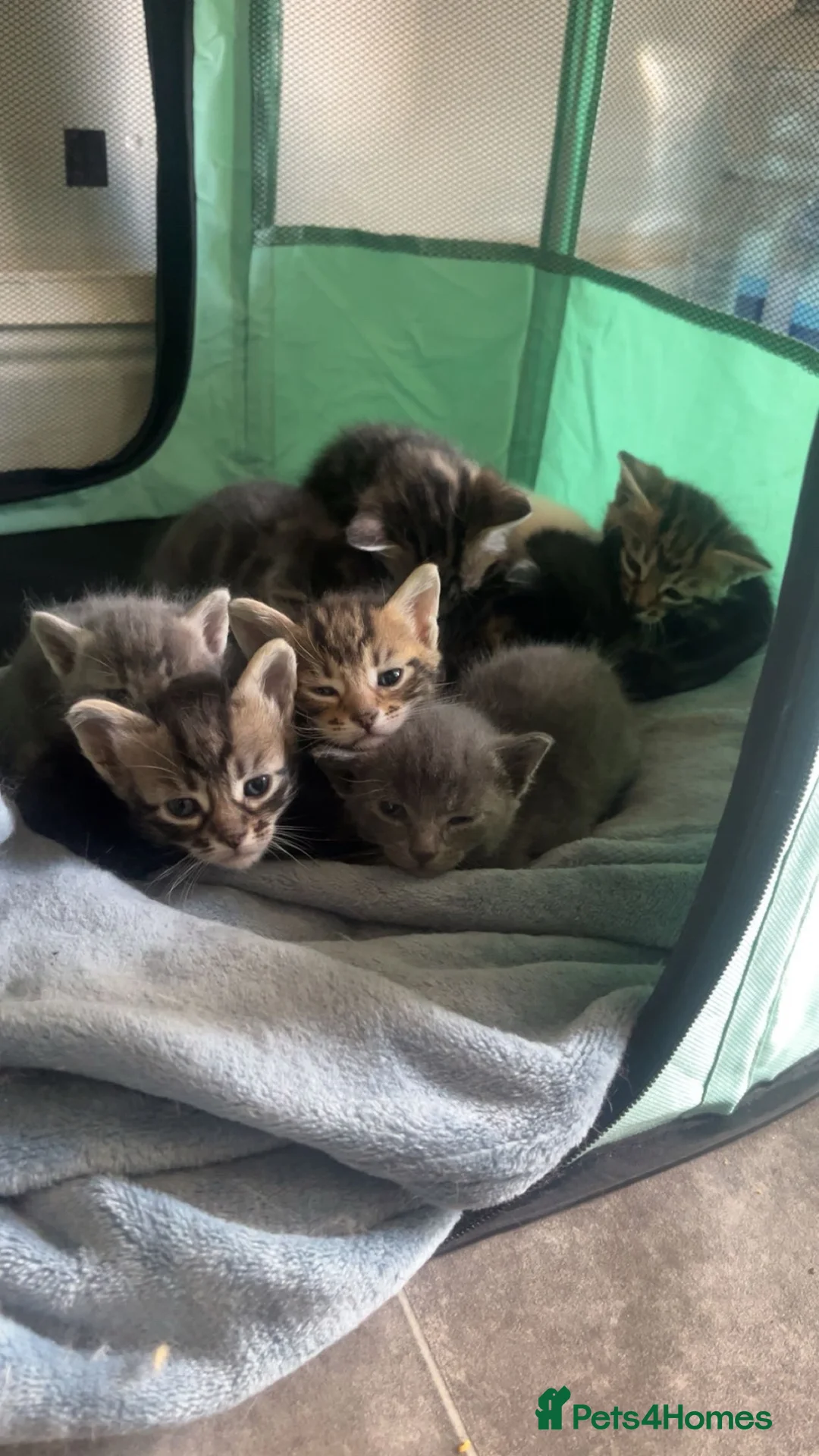 Mixed Breed cats for sale: Beautiful Ragdoll Mix Kittens 😻 in Croydon - Advert 23
