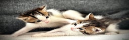 Mixed Breed cats for sale: 🌟 Exquisite Ragdoll × Bengal Kittens 🌟 - Advert 19