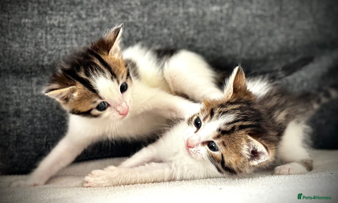 Mixed Breed cats for sale: 🌟 Exquisite Ragdoll × Bengal Kittens 🌟 - Advert 19