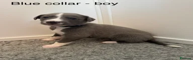 Blue collar - boy