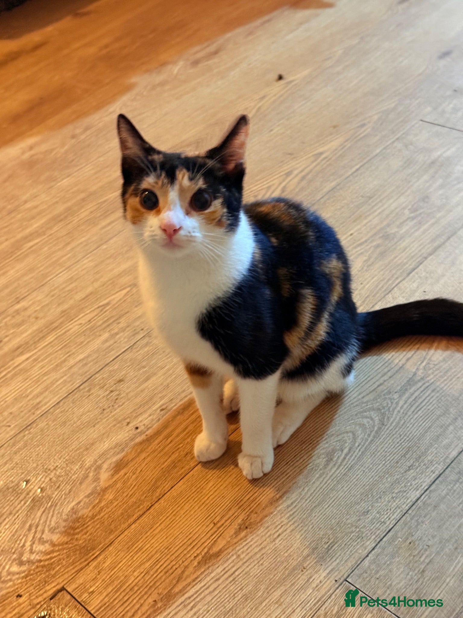Mixed Breed cats Beautiful Calico Cat Ready for a Home - Advert 2