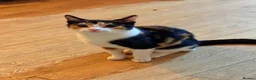 Mixed Breed cats for sale: Beautiful Calico Cat Ready for a Home - Advert 1